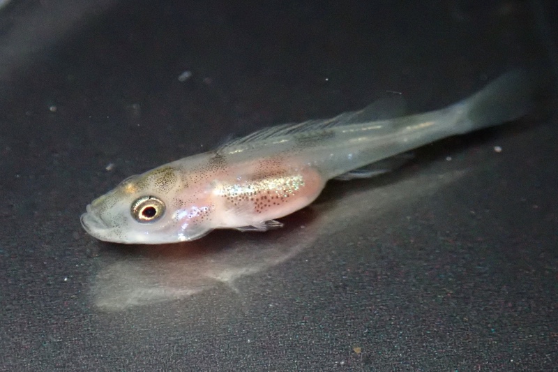 Benthochromis horii 'Cape Kabogo'